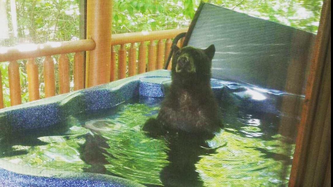 Bear takes a dip in hot tub at Gatlinburg cabin