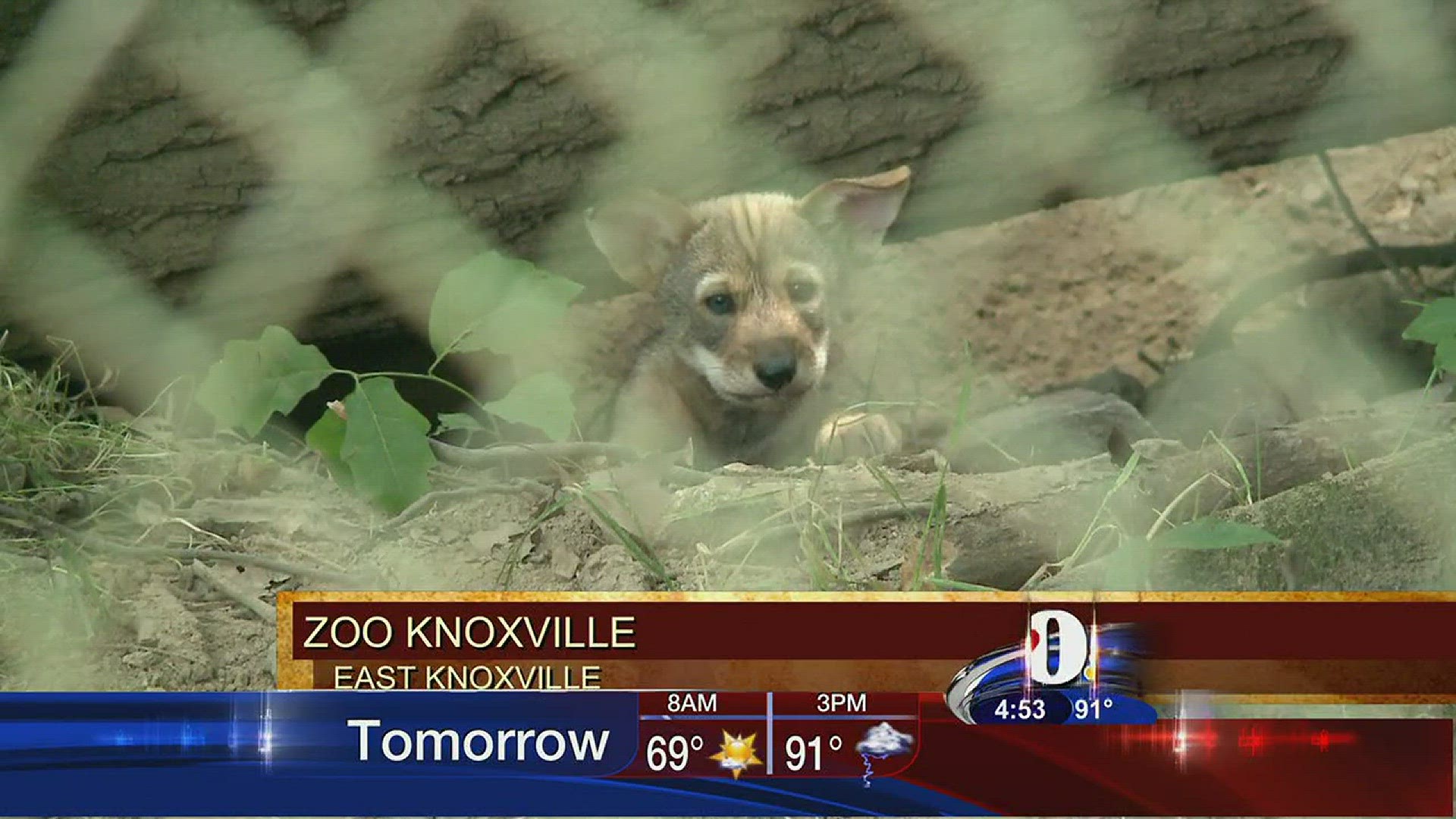 Meet Waya, the newly named red wolf pup at Zoo Knoxville. East Tennesseans voted for the name.