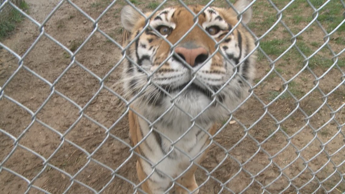 Big cats are king at East Tennessee tiger sanctuary | wbir.com