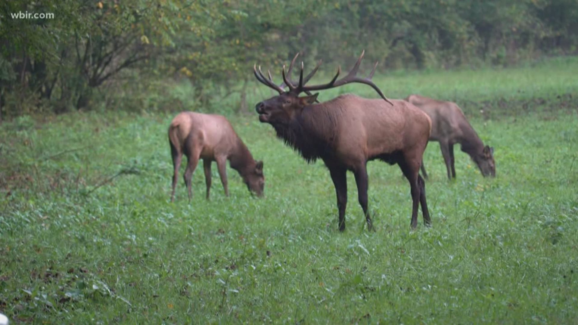 TWRA taking applications for 2023 elk quota hunt