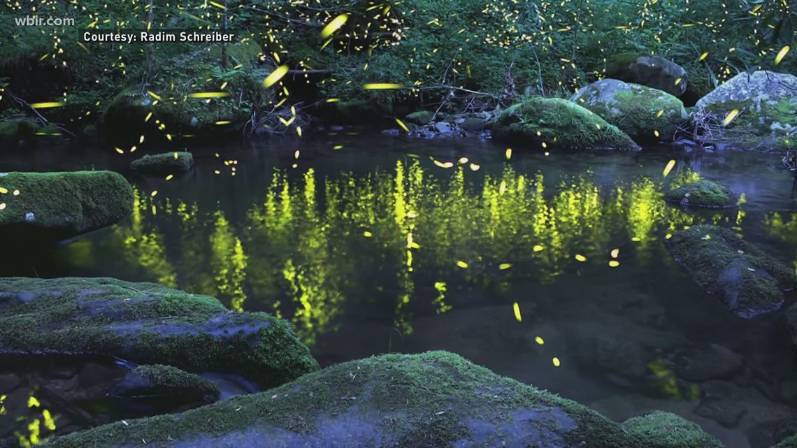 Synchronous fireflies event returns to the Great Smoky Mountains