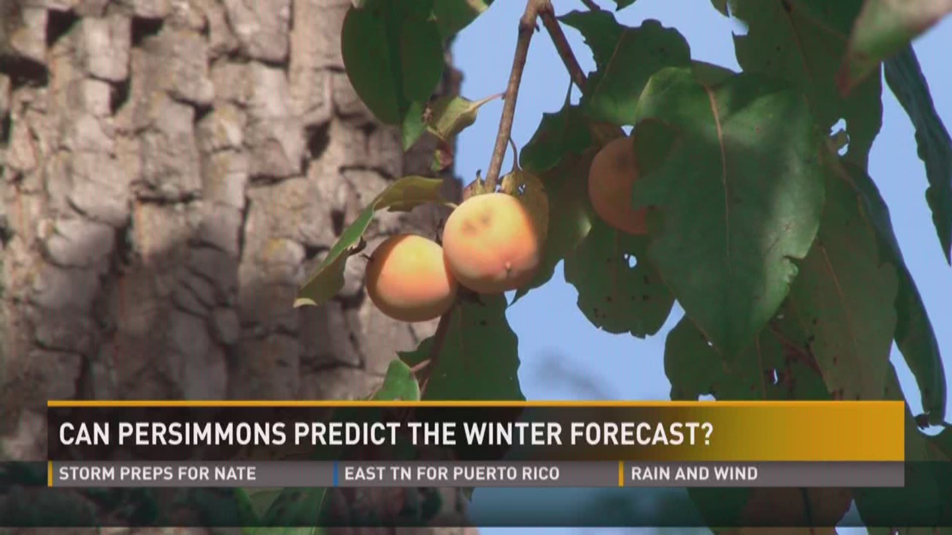 Oct. 6, 2017: They're a little fruit with a big history. Persimmons grow from trees all across East Tennessee, and some people believe they may have the power to predict our winter weather.