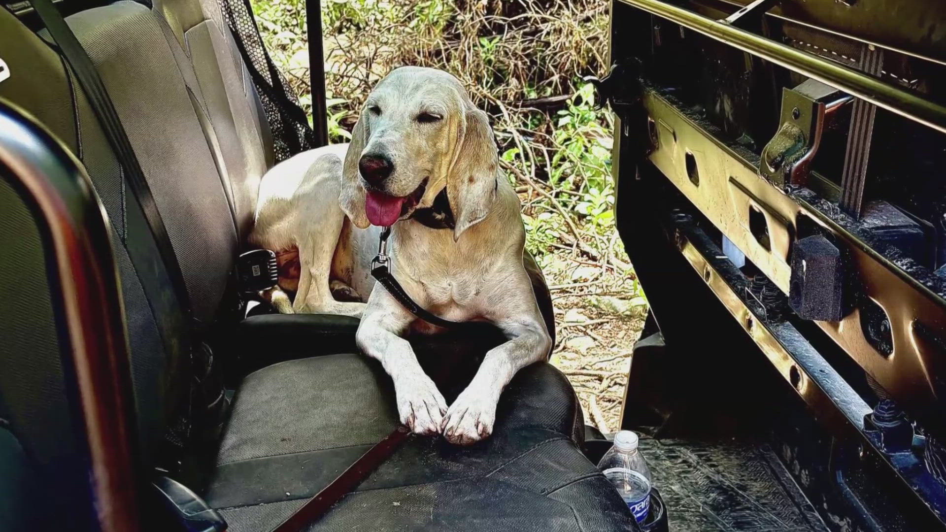 KPD K-9 returns after searching for last remaining Camp Mystic child lost  in Texas flooding