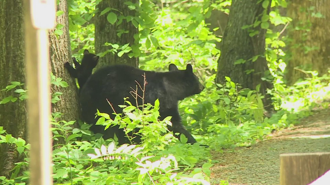 Great Smoky Mountains temporarily closes some trails due to high bear activity - Vimarsana News