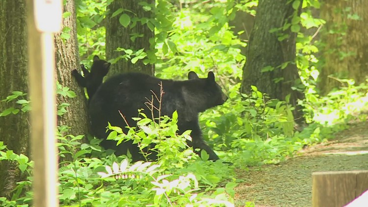Great Smoky Mountains reopens popular trails as bear activity subsides