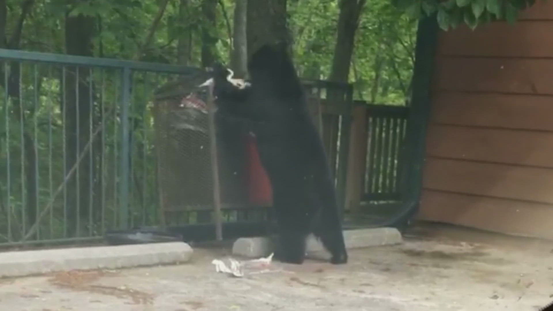 For several weeks, Appalachian Bear Rescue said it was trying to track down the fourth sibling after trapping the three other cubs.