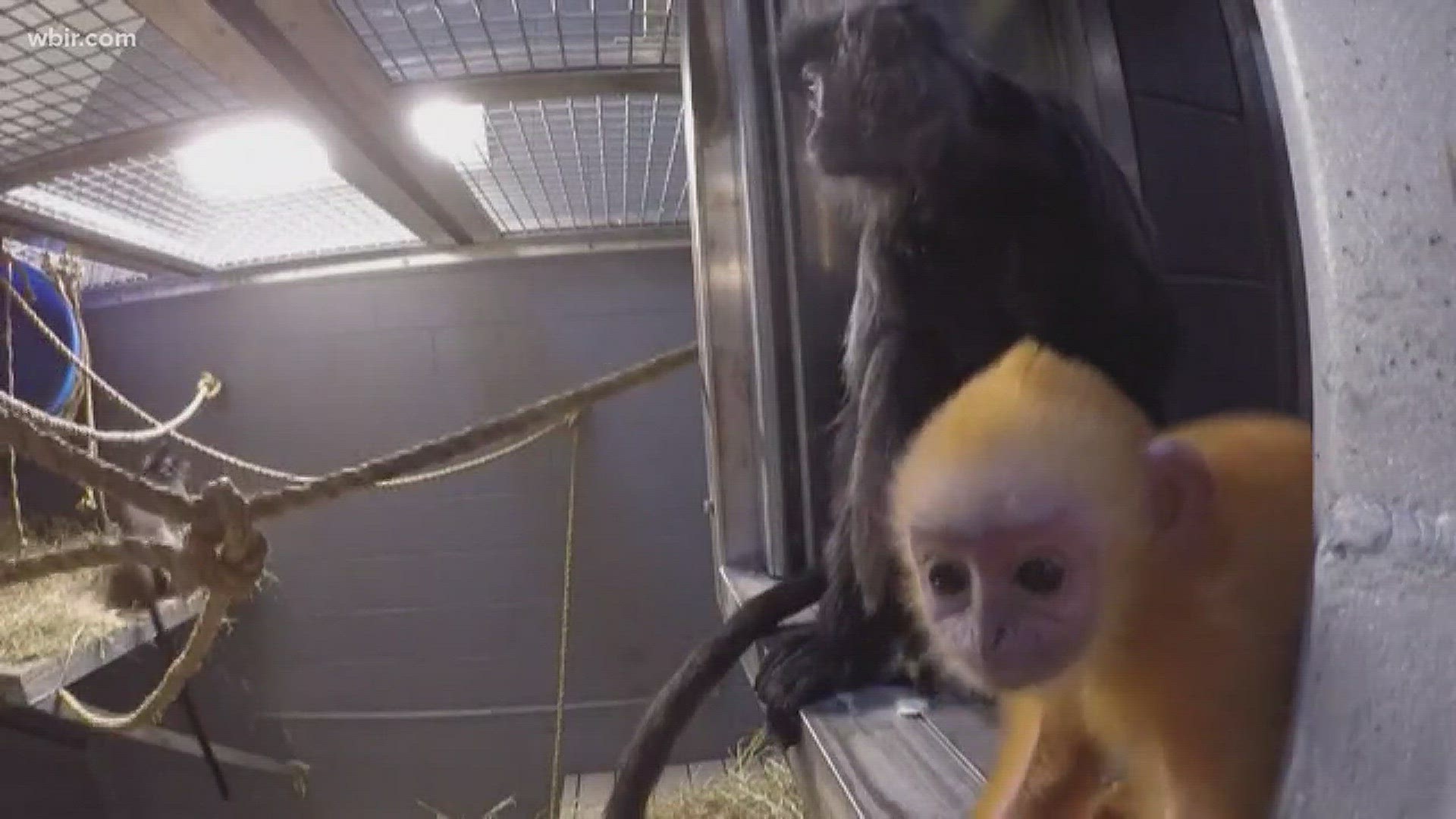 Zoo Knoxville is asking for help naming a new baby langur.