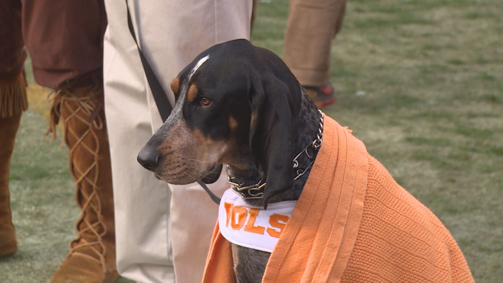 Happy birthday, Smokey X! Tennessee's favorite pup is turning 8 | wbir.com