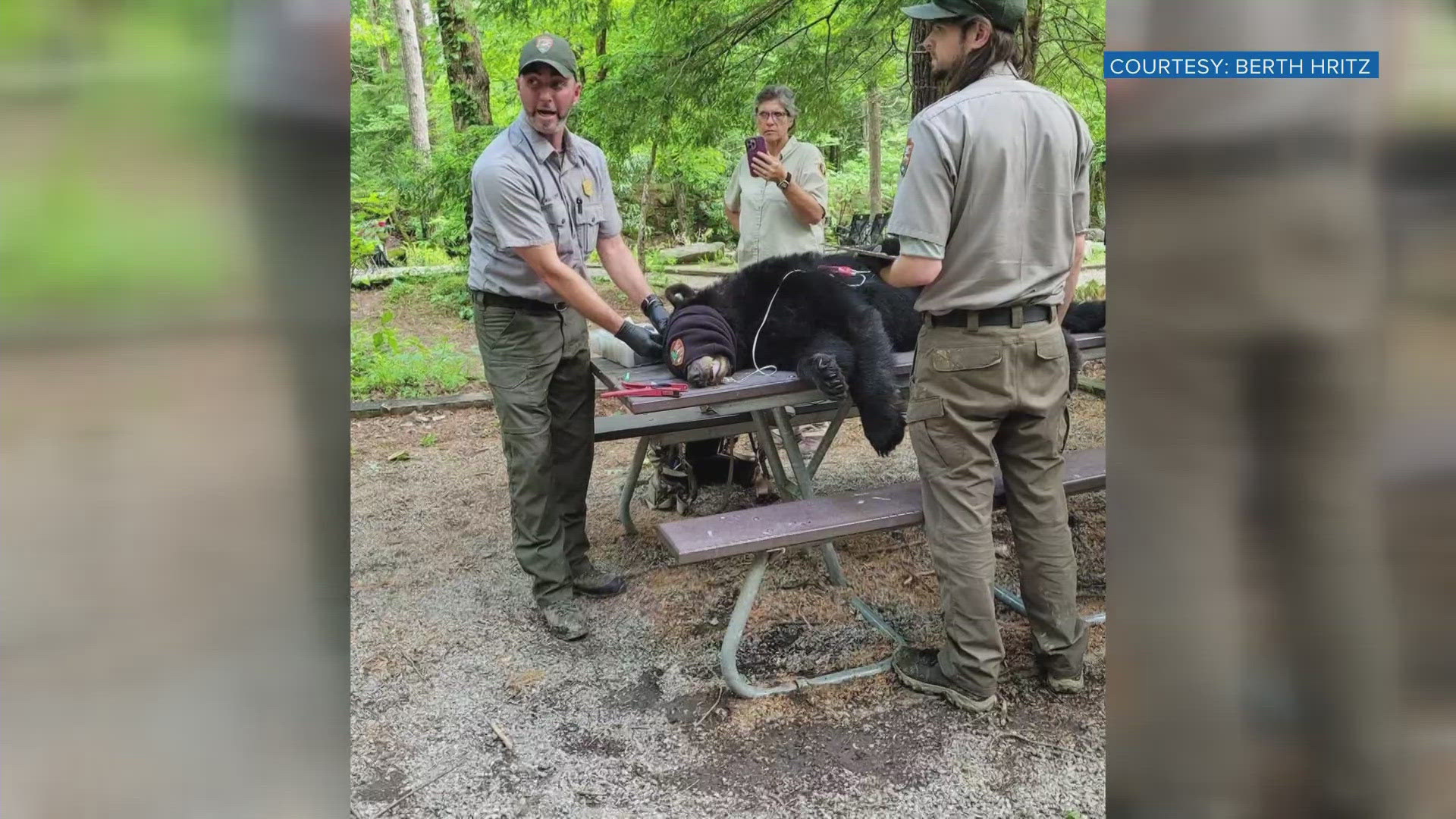 A medical ranger allowed a handful of people to see how the tranquilized bear was processed with an ear tag, chip and tattoo before it was released.