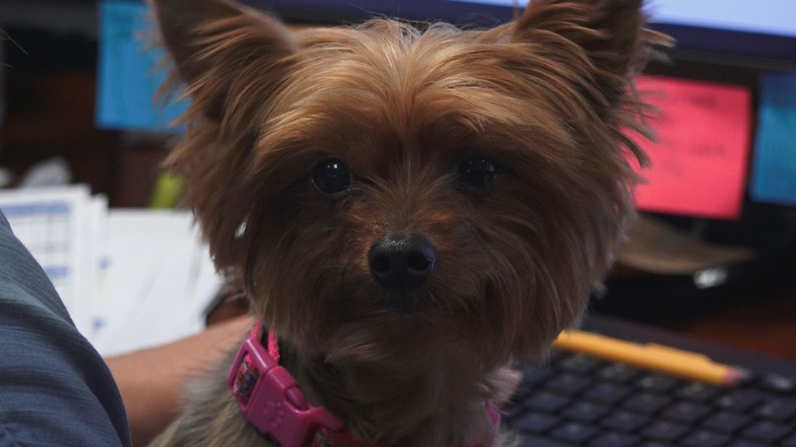 DogFriendly Company calls Maryville home