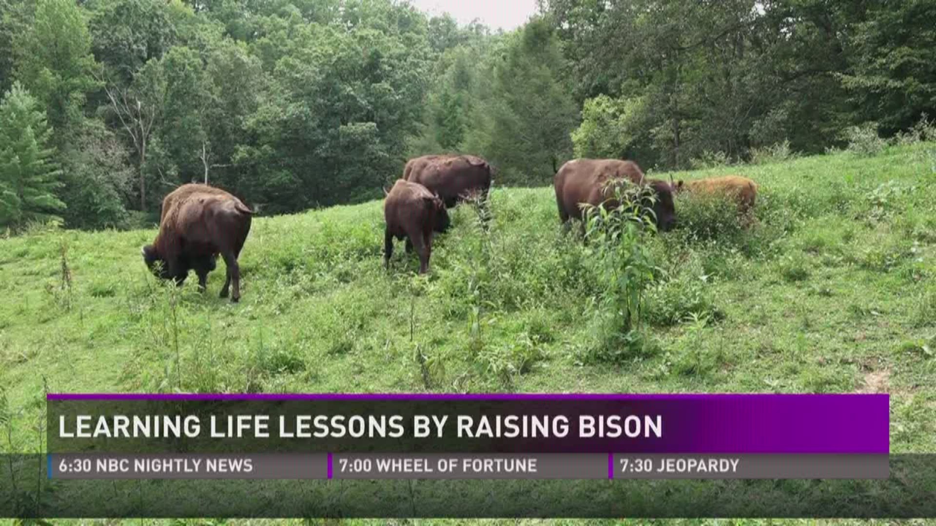 Aug. 3, 2017: A Sevier County man is raising a herd of bison, and learning life lessons along the way.