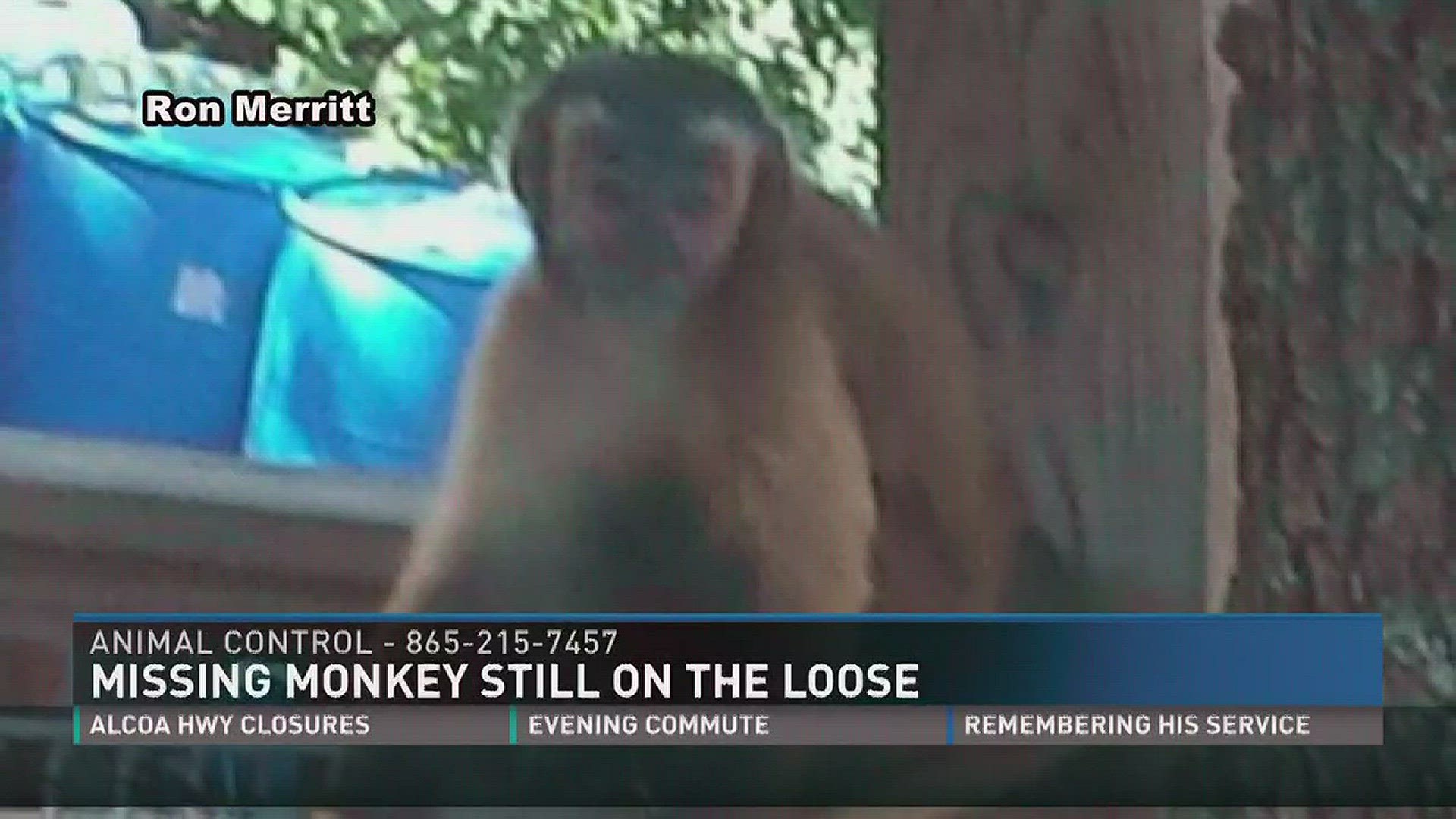 Aug. 24, 2017: A monkey is still on the loose in North Knoxville.