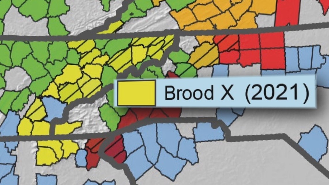 Cicadas Brood X Virginia Map Get Latest Map Update