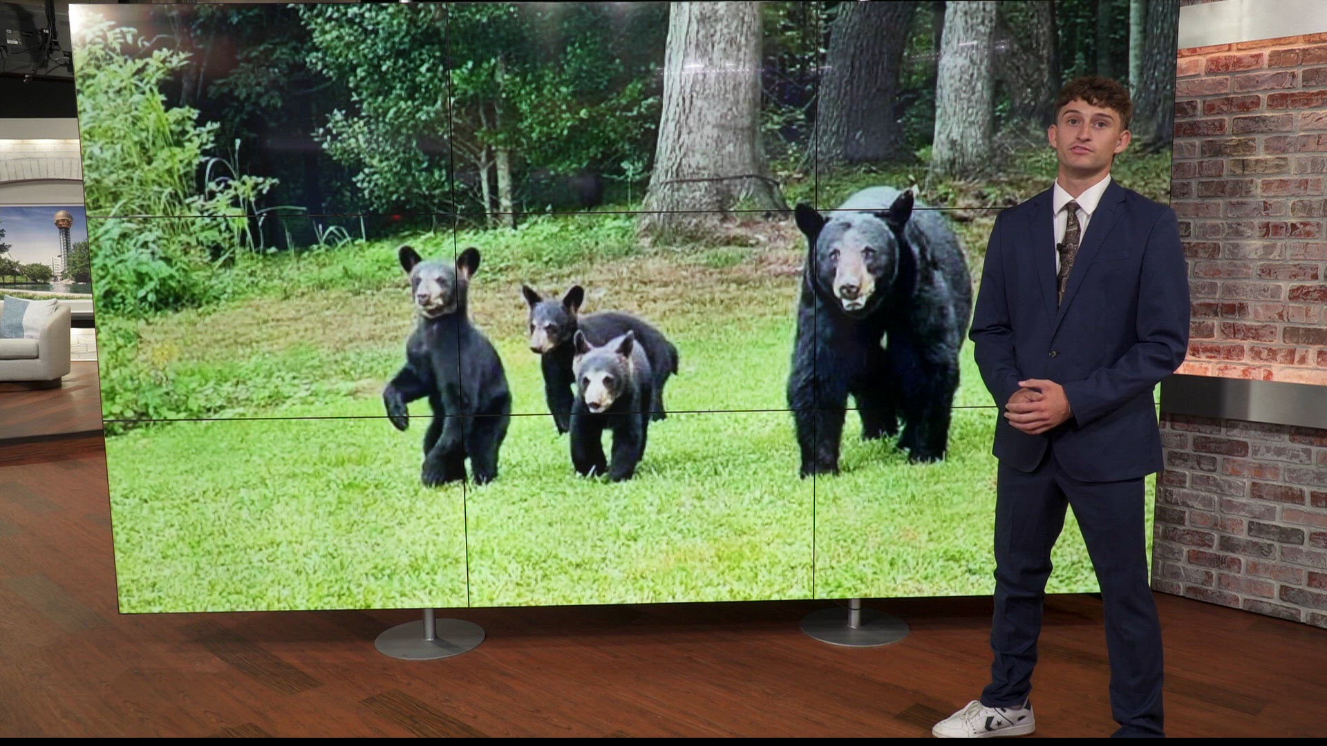 Bear encounters surge in Sevier County as Tennessee cracks down on ...
