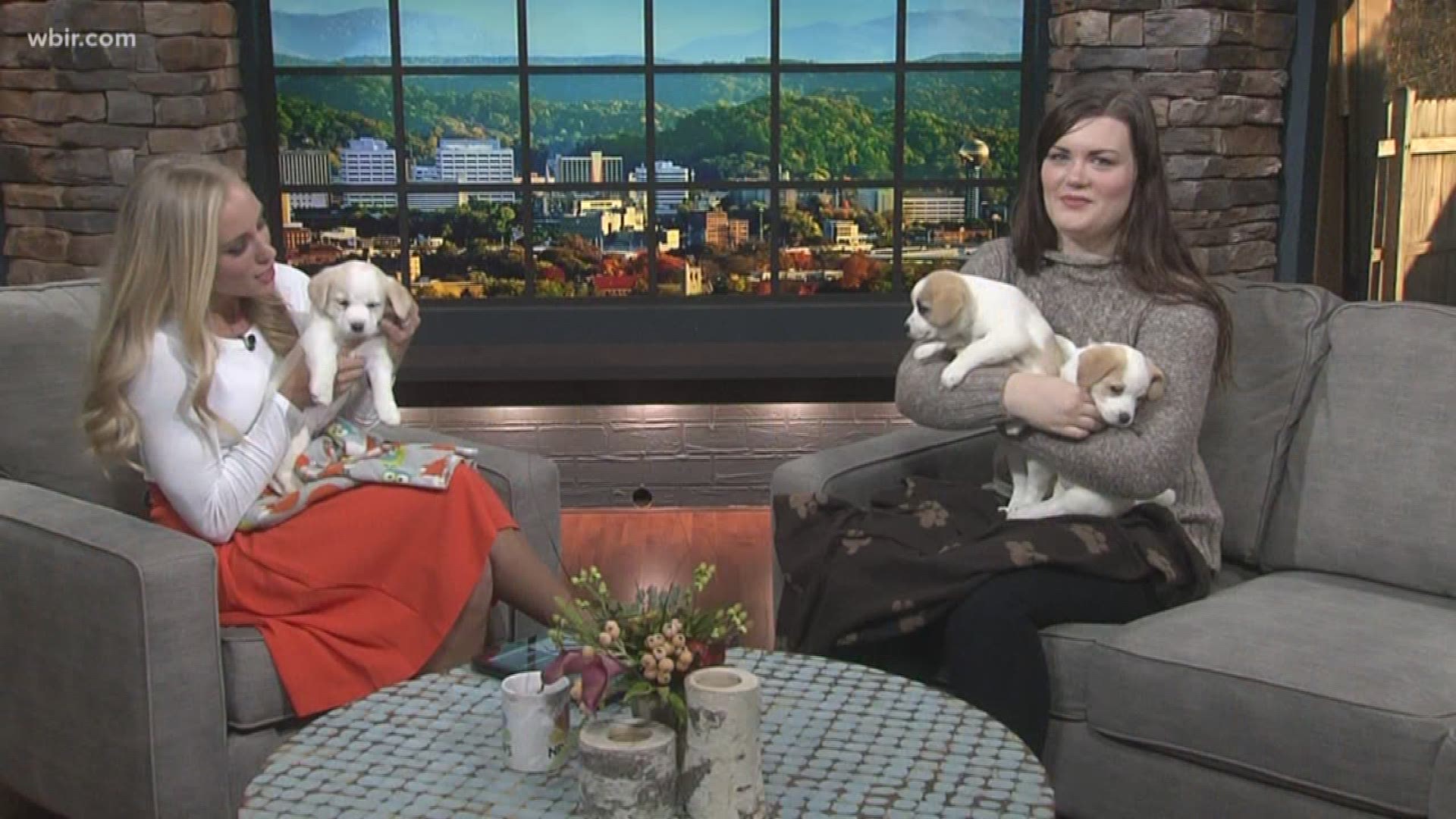 Young-Williams Animal Center explains how to keep your pets safe during the holidays.