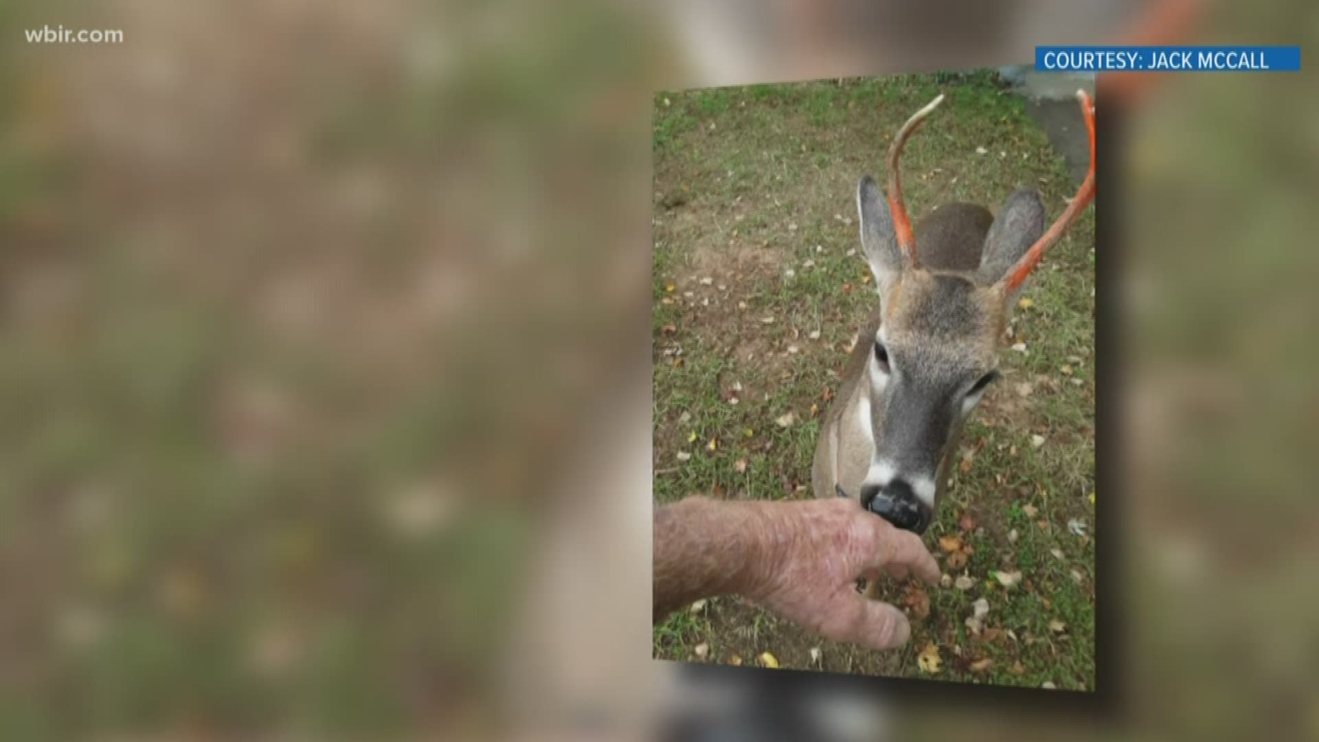 Wildlife officers said the deer began goring the Tellico Plains woman with its antlers.