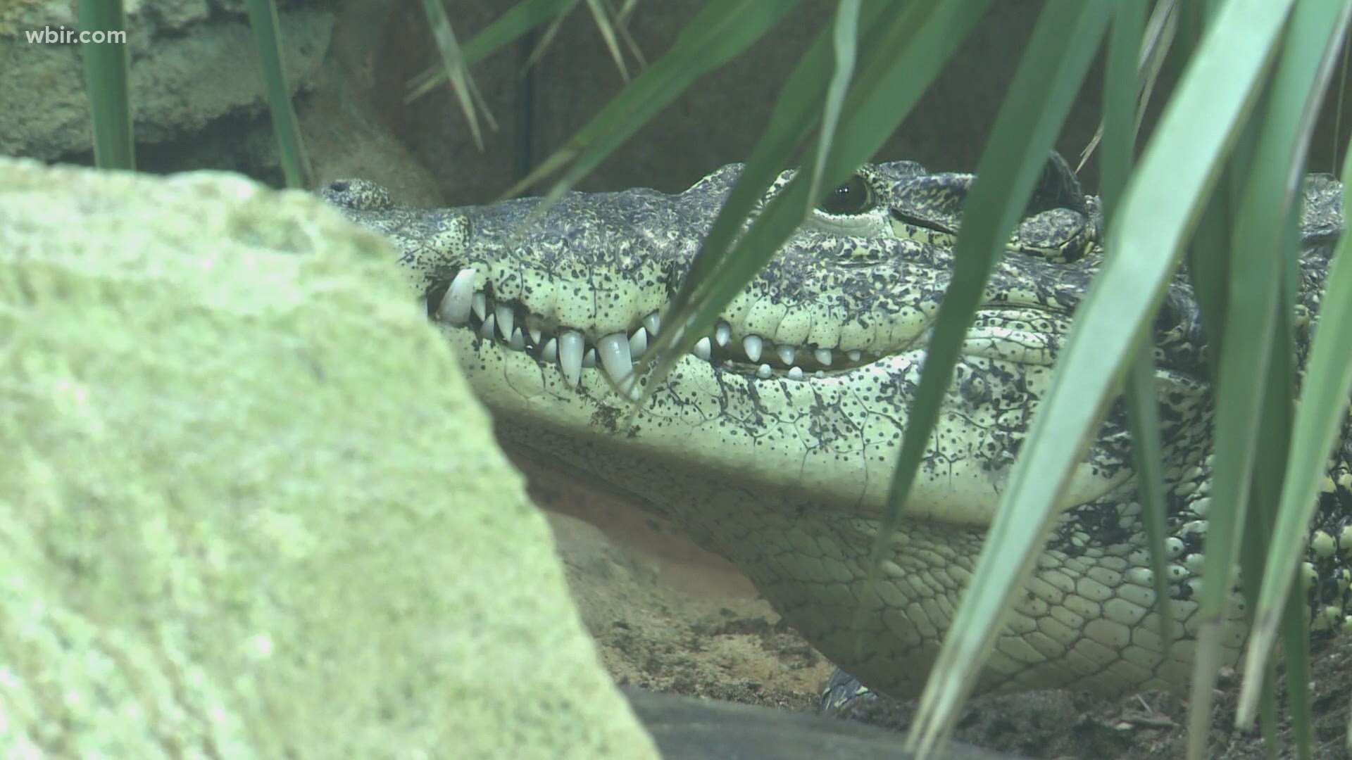 The ARC aims to boost the zoo's conservation efforts to save endangered amphibians and reptiles.
