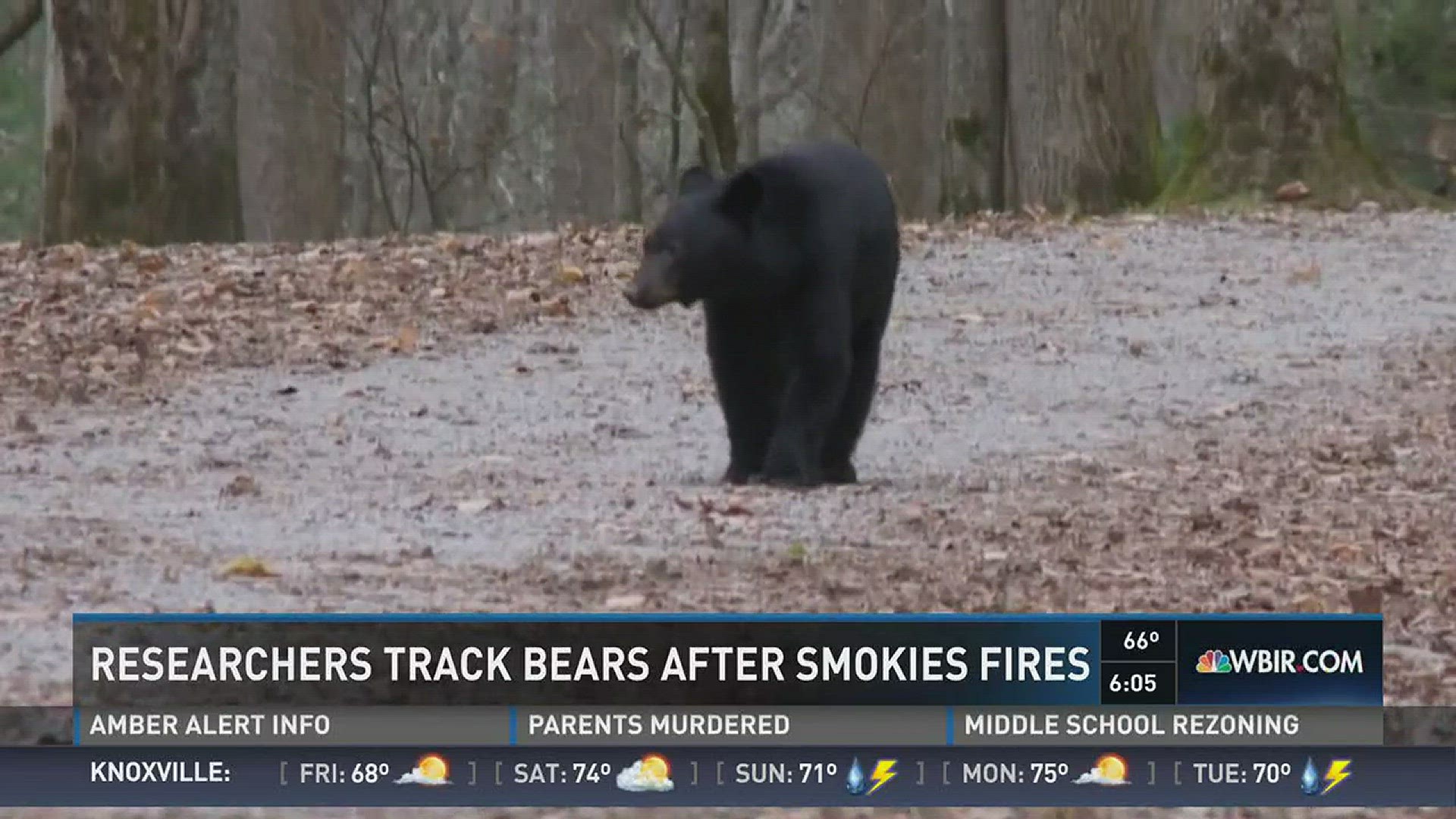 March 23, 2017: UT grad students are keeping close track of how black bears in the Great Smoky Mountains dealt with the November fires in the national park.