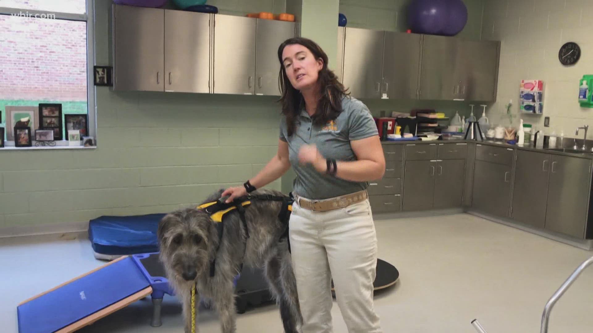 The UT College of Veterinary Medicine explains the different types of harnesses to help dogs with health and mobility issues. Aug. 5, 2020-4pm.
