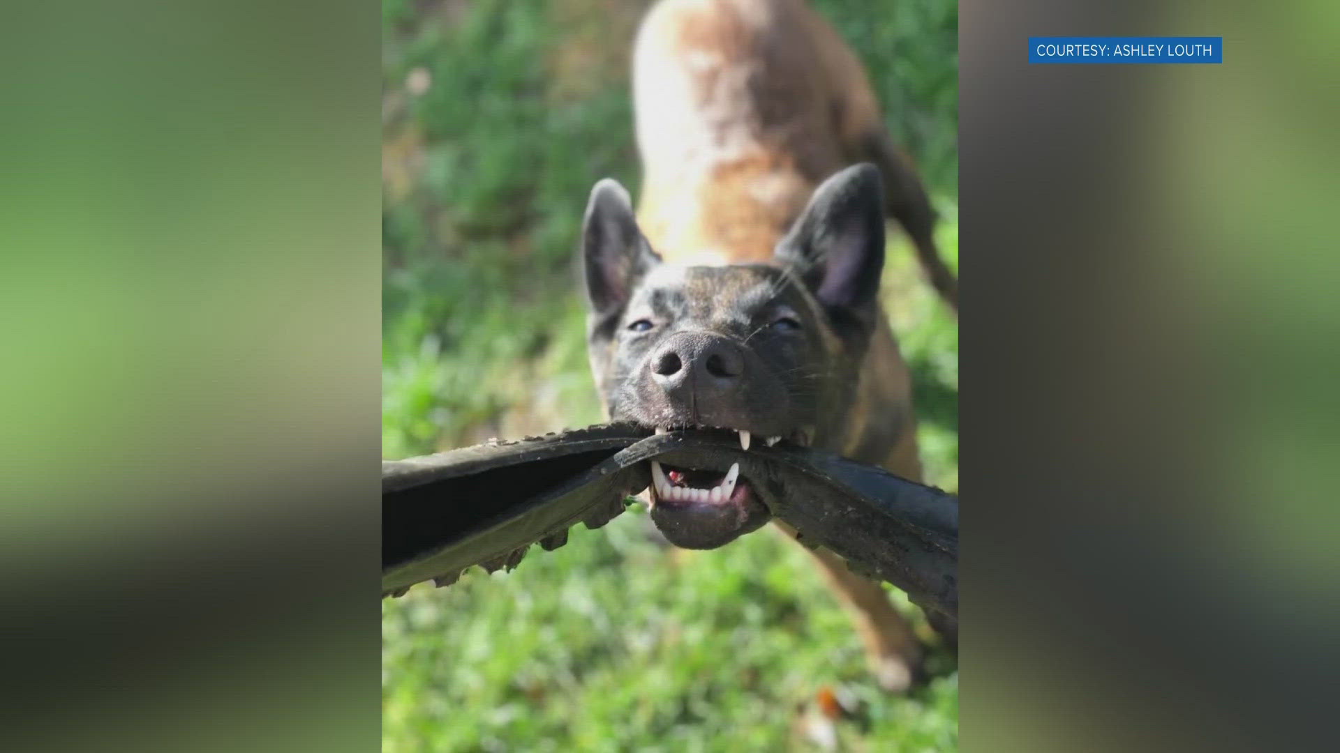 The police department lost K-9 Scotty in the Helene flooding.