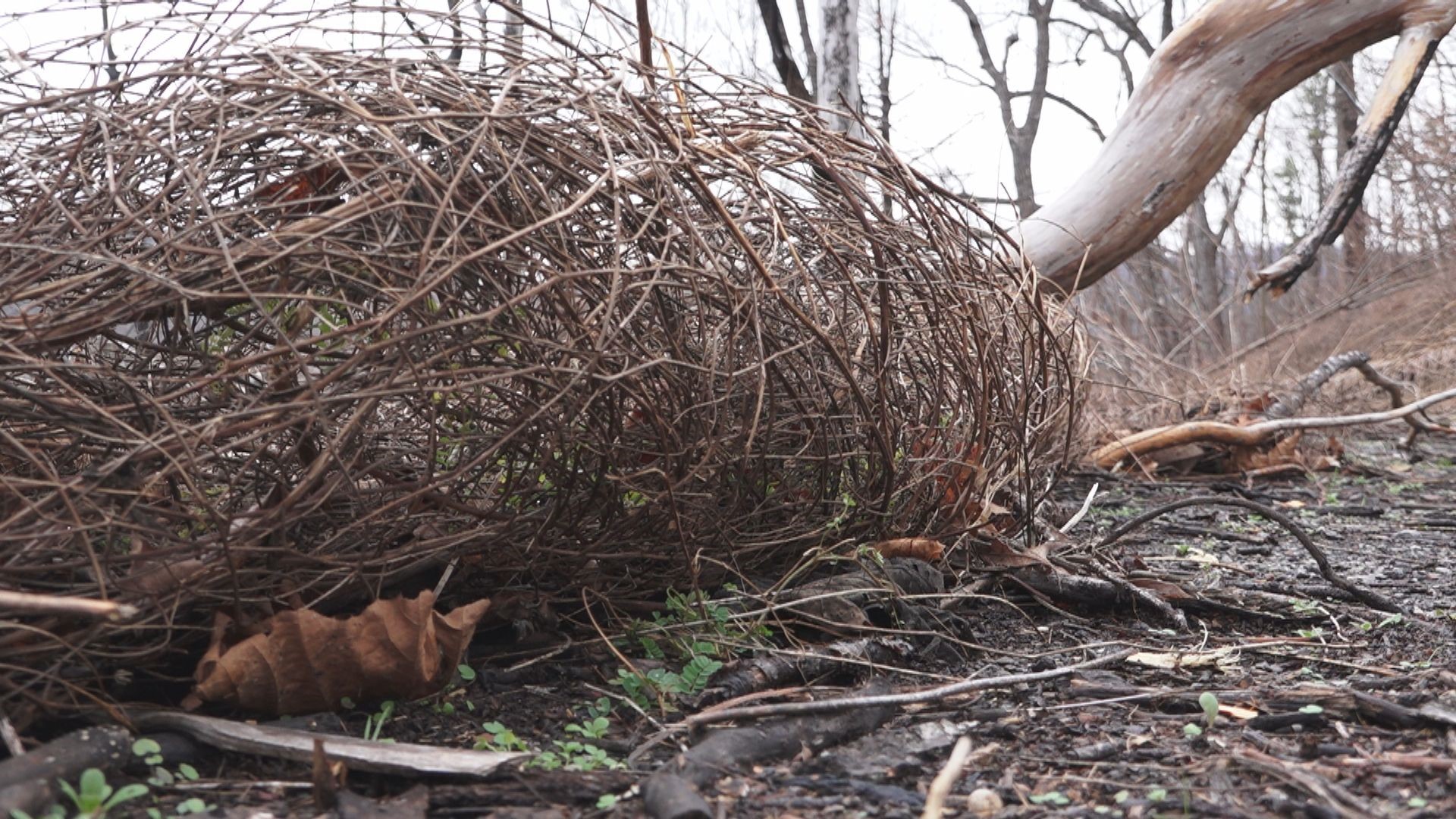 Kill the kudzu! Vine grows danger in Sevier County