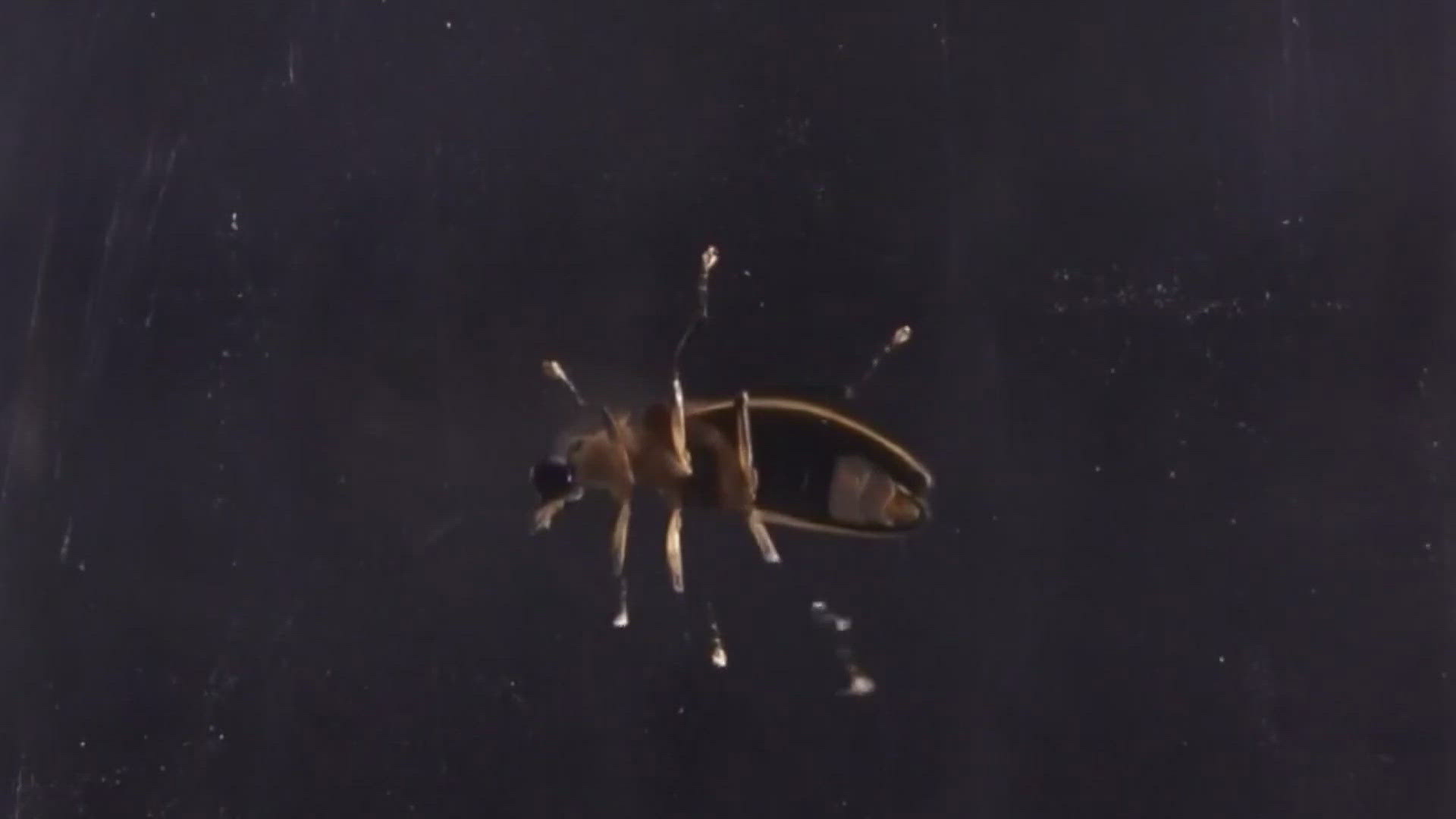 Great Smoky Mountains National Park announced the synchronous firefly viewing window from May 29 to June 5.
