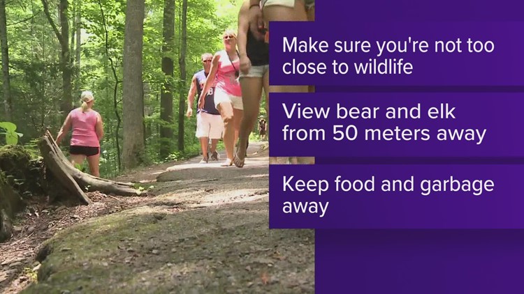 Tips for safely spotting wildlife this fall