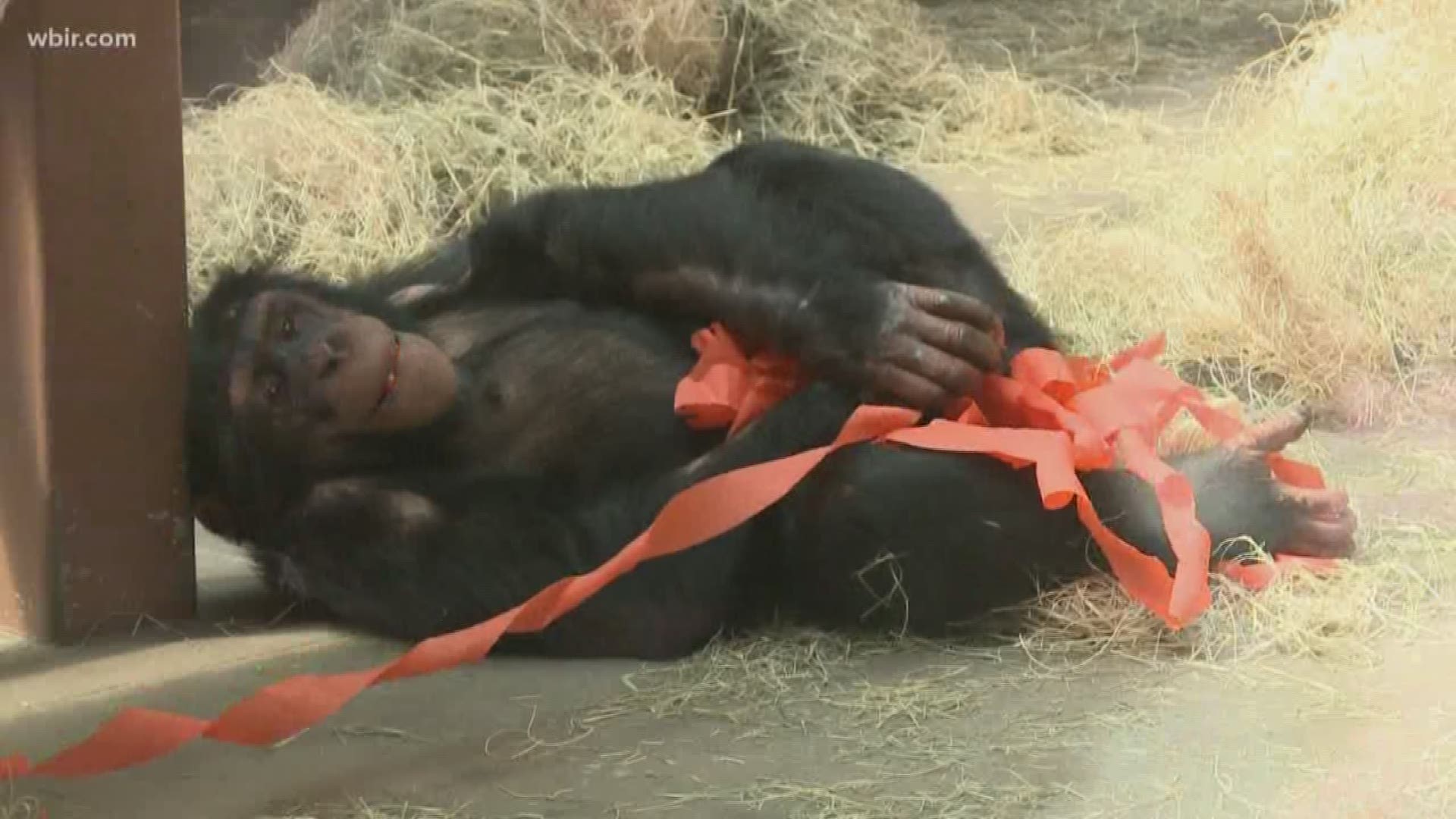 George, who was born at Zoo Knoxville on July 19, 2008, shared a birthday celebration with Bo, who turned 38 on Friday.