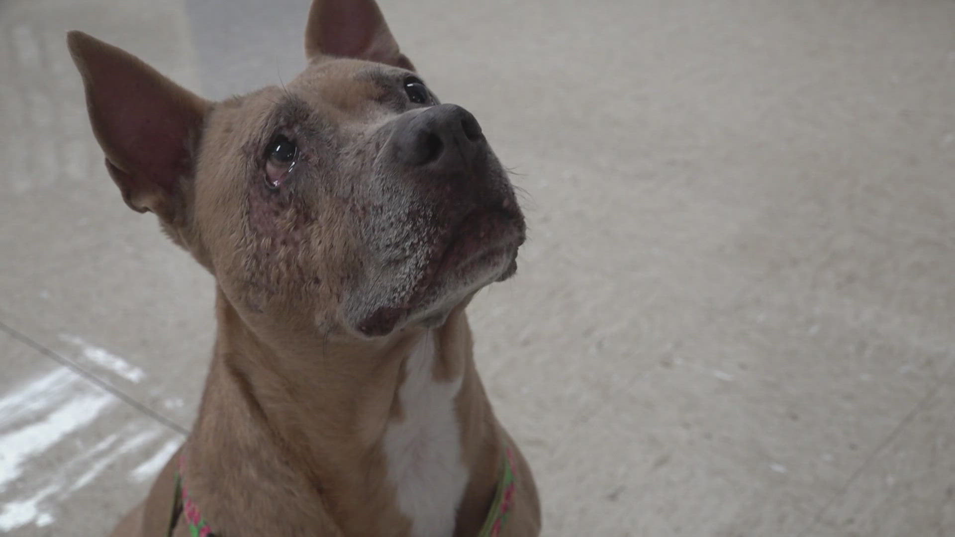 In 2015, Scarlett was found on the side of the road with mange so bad her skin was falling off. Now, she's giving back to the people who saved her life.