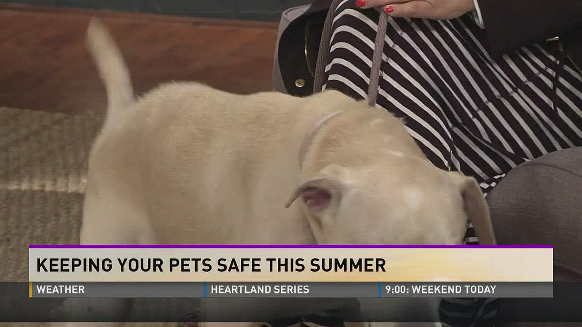 Young-Williams brings by Ty. Janet also reminds you how to keep your pets safe during the heat.