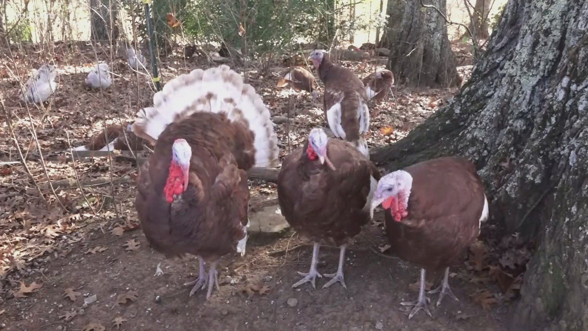 Ranch owner and veterinarian, Kelly Mayfield said that the niche market is people looking for free-range, ethically raised small thanksgiving turkeys.