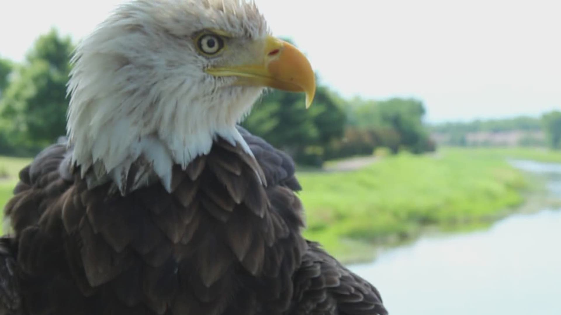 Fishing line and hooks get left behind by fishermen in the Little Pigeon River, which bald eagles accidentally eat, along with other trash. It could kill them.