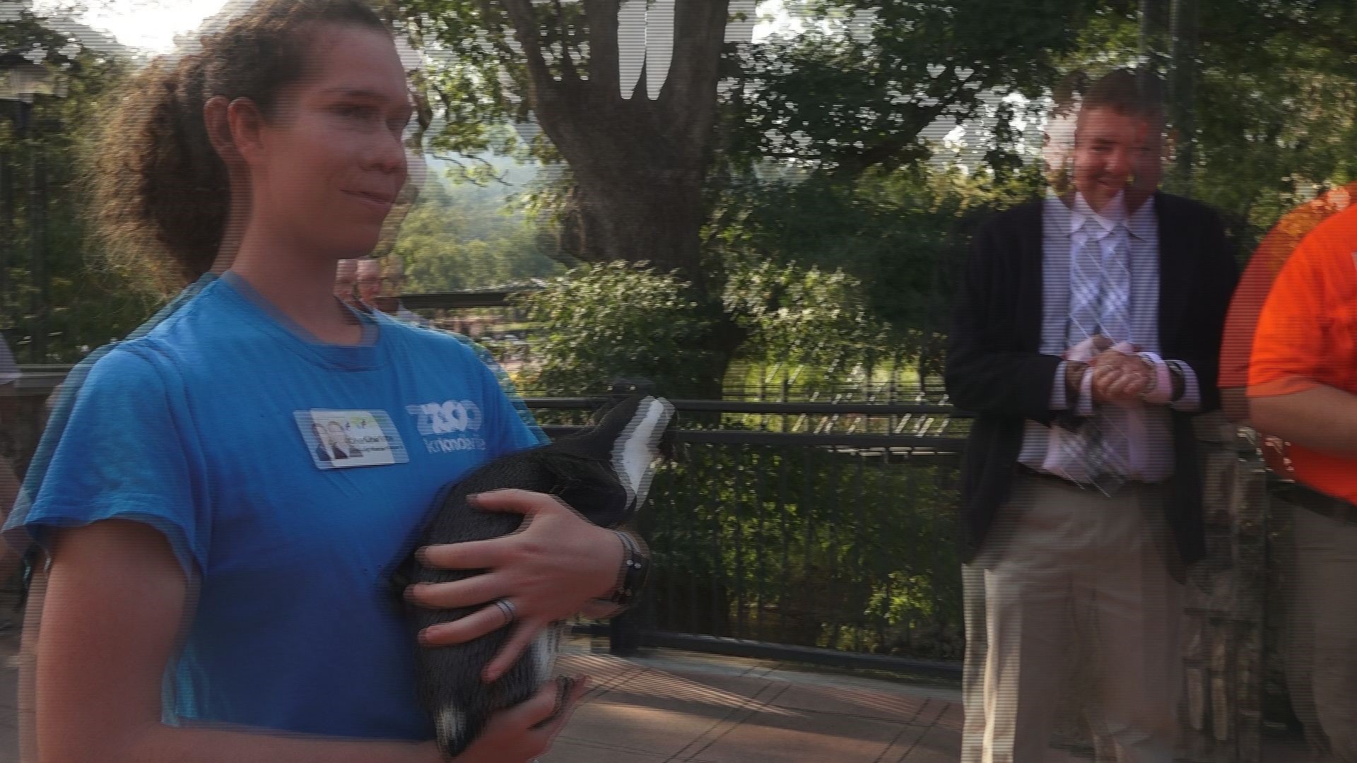 Zoo Knoxville Penguins arrive at their new home in Gatlinburg