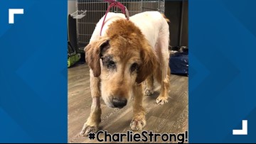 Pupdate Charlie Continues To Recover At New Primary Vet Wbir Com