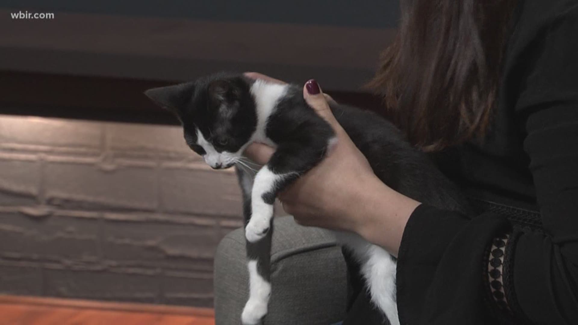 Courtney Kliman with Young Williams Animal Center has an adoptable pet!