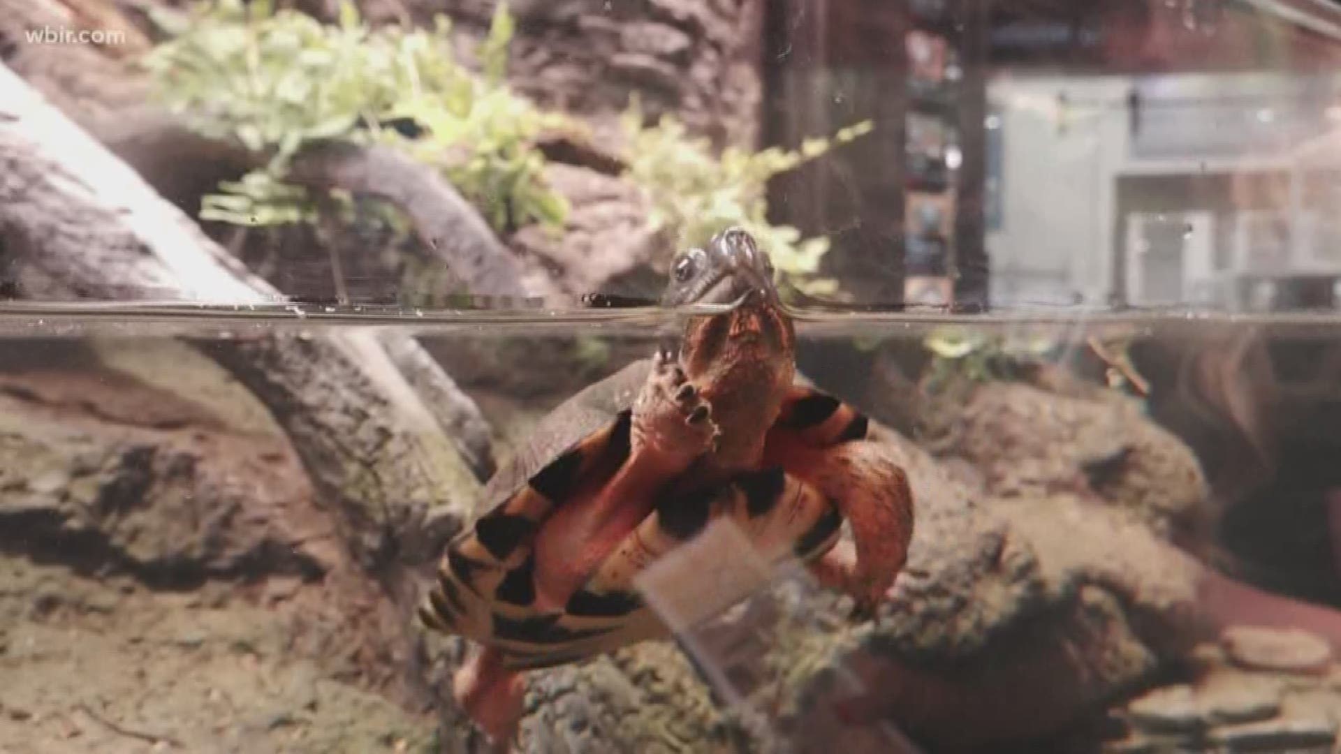 A look at the efforts by the Tennessee Aquarium in Chattanooga to save all species of turtles as well as a new Veterans exhibit. March 19, 2020-4pm.