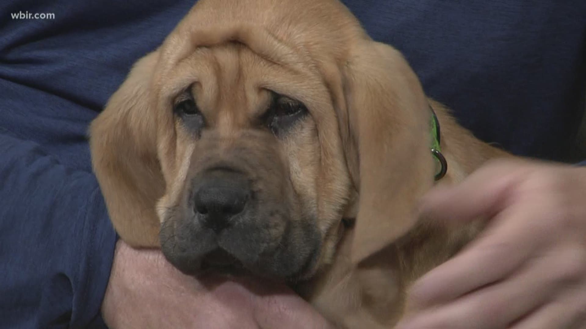 Tennessee Smokies has a new groundskeeper assistant, Cooperstown--or Cooper, a puppy to help their groundskeeper. Dec. 13, 2019-4pm.