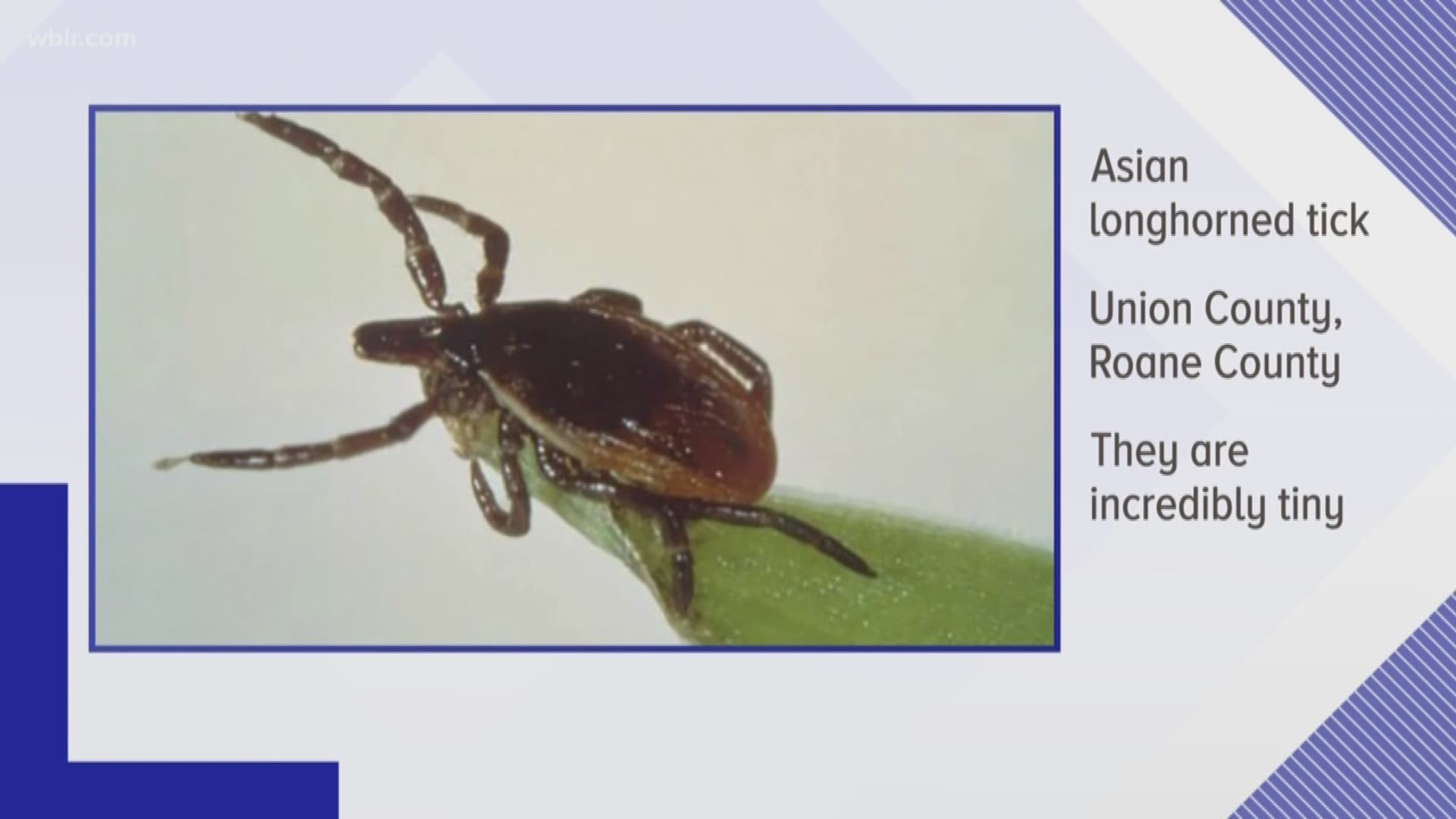 The Department of Agriculture said the Asian longhorned tick has now spread to East Tennessee after several were found on animals in Union and Roane counties.