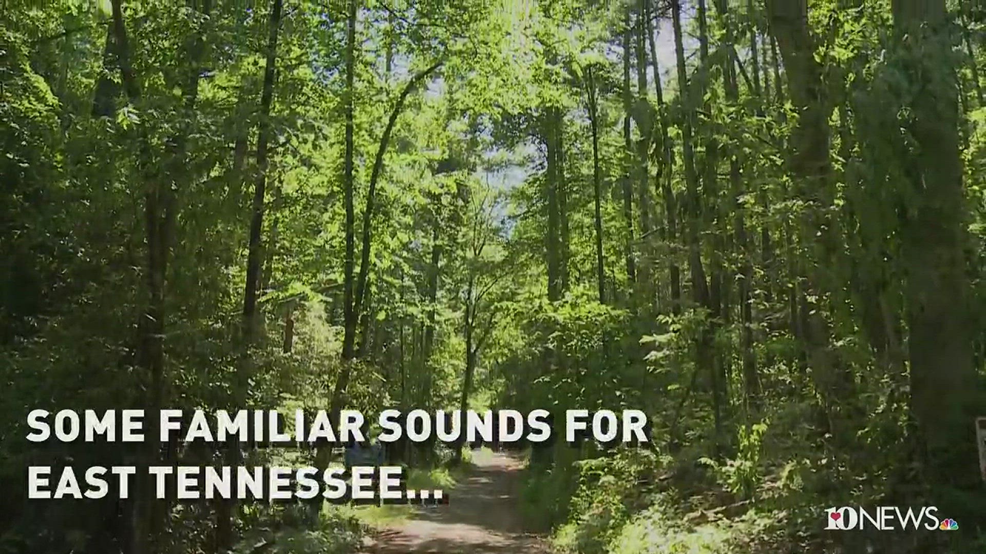 Here are a few sounds you might hear in the summer.