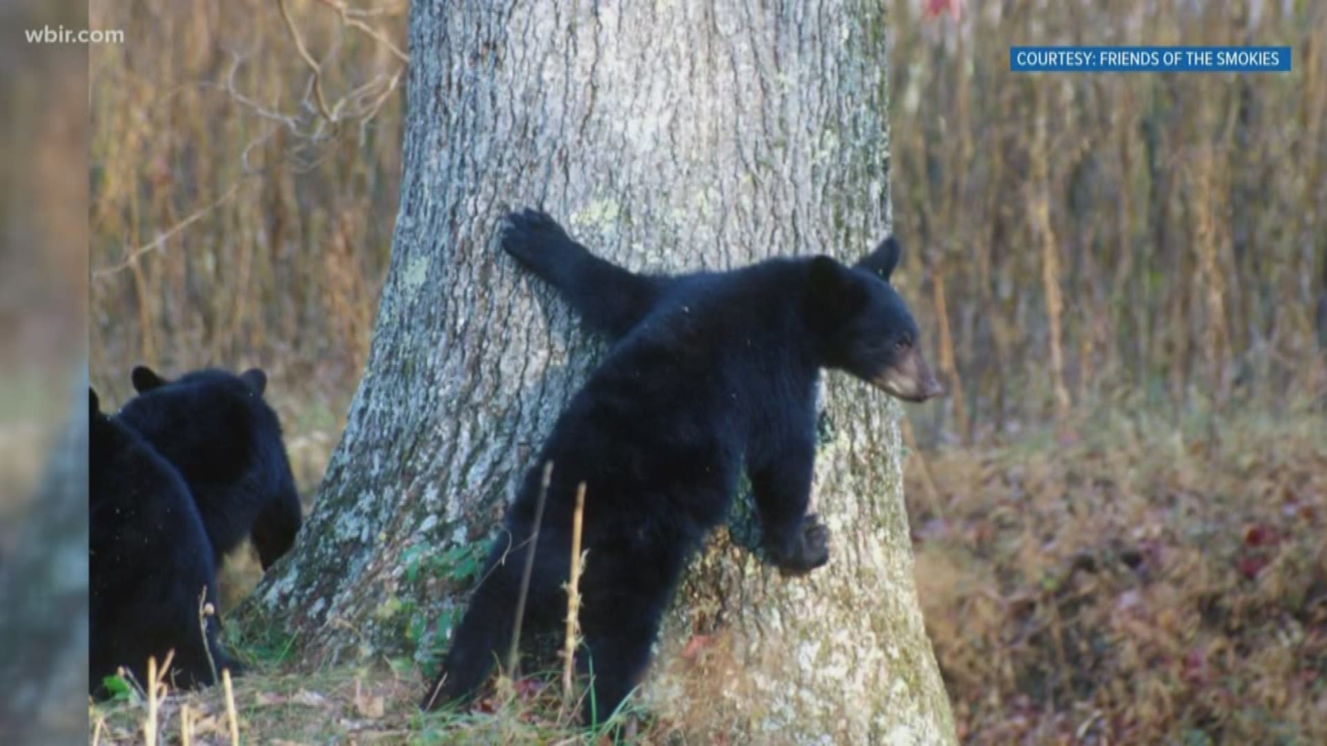 Friends of the Smokies and Appalachian Trail Conservance teamed up to get grant for bears safety, friendsofthesmokies.org. Oct. 30, 2019-4pm.