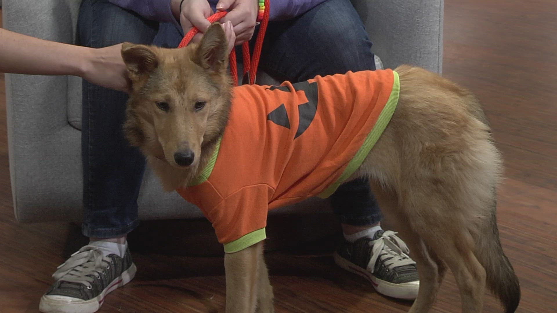 Young-Williams Animal Center provides tips on how to keep your pets safe this Halloween.