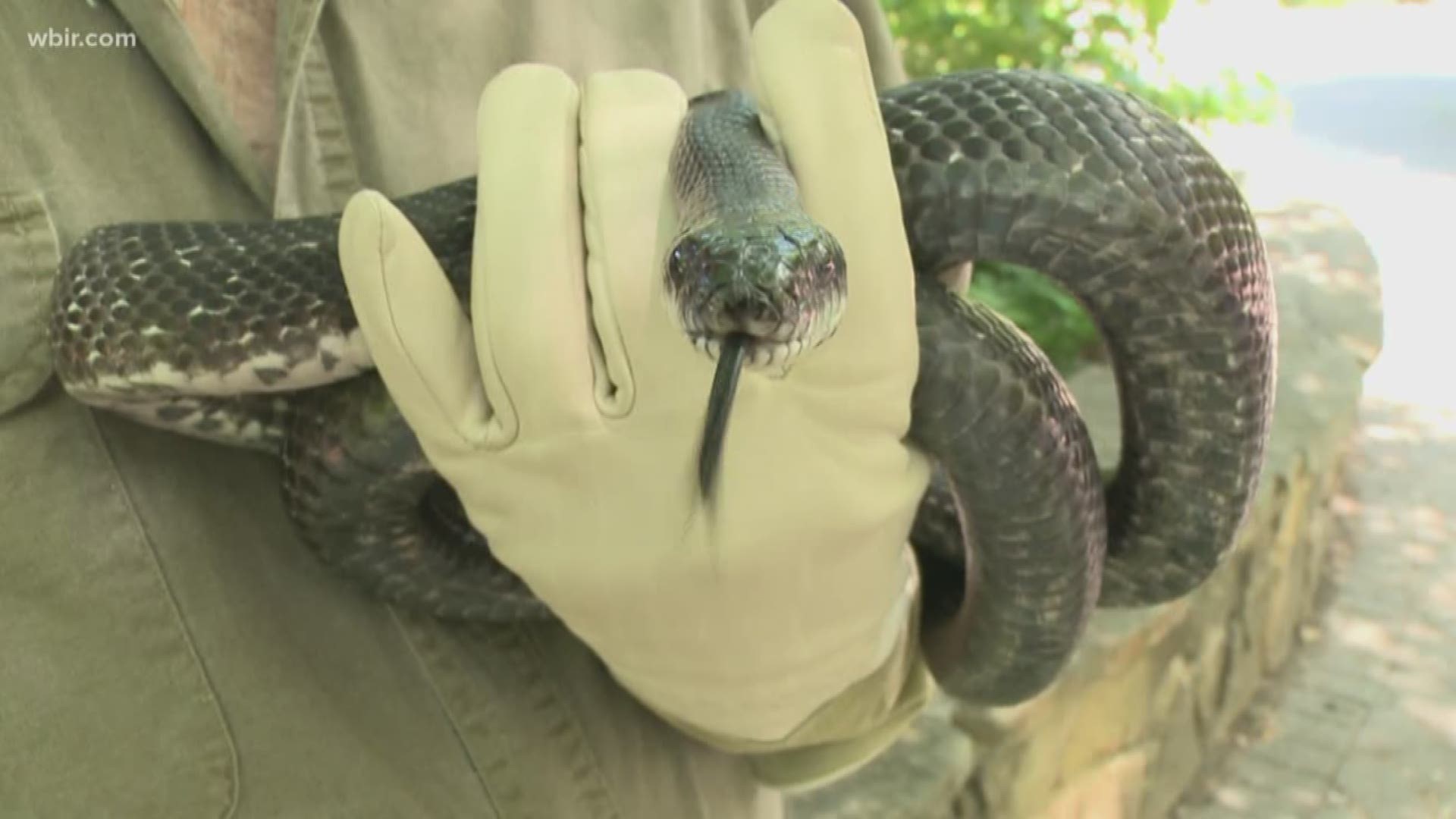 Is the snake population higher this year? 10Listens reached out to experts.