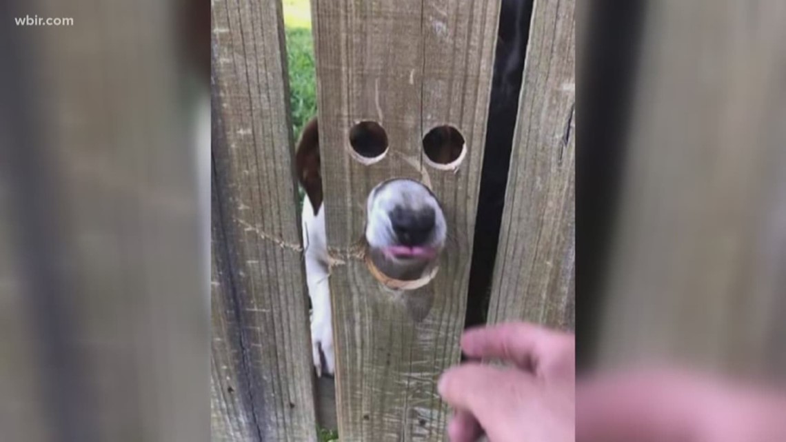 Peep hole in fence makes pup very happy!