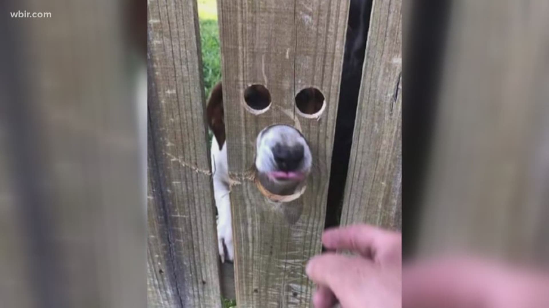 This photo of Gracie the dog peeping through her backyard fence just goes to show how important it is to make our four-legged best friends happy!!