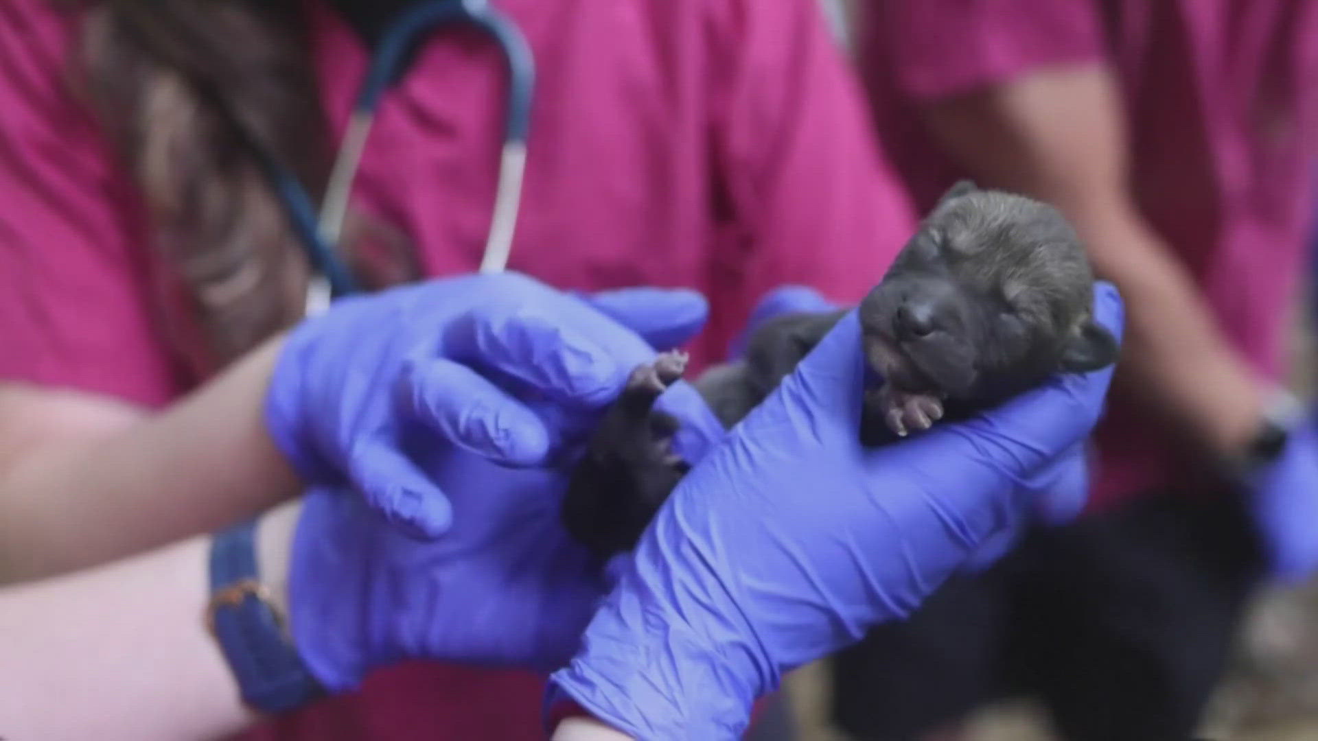 The critically endangered wolves were recently born at the zoo on Earth Day, according to zookeepers. 
