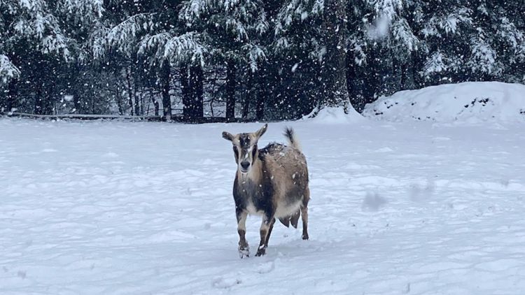 East Tennesseans share their Winter Wonderland photos