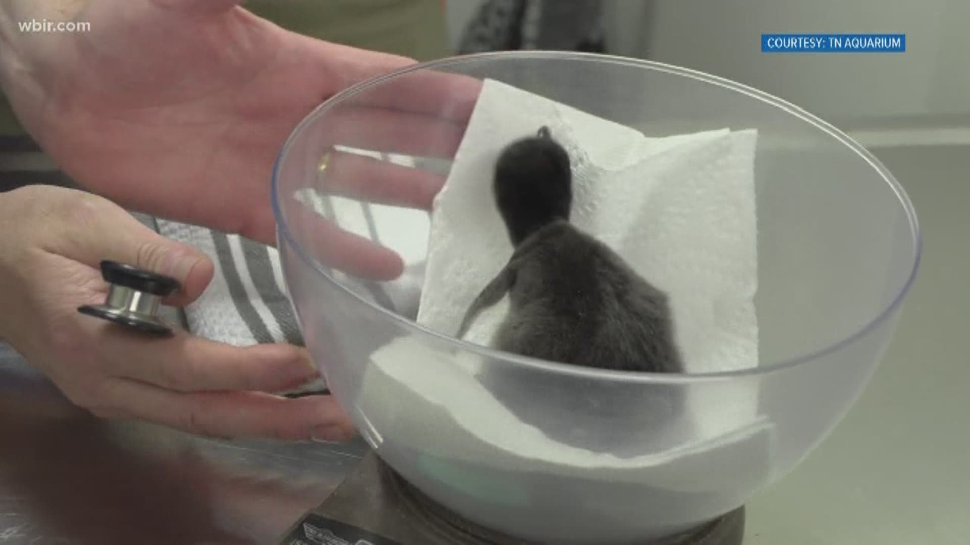 Employees at the Tennessee Aquarium in Chattanooga recently welcomed two new penguin chicks!