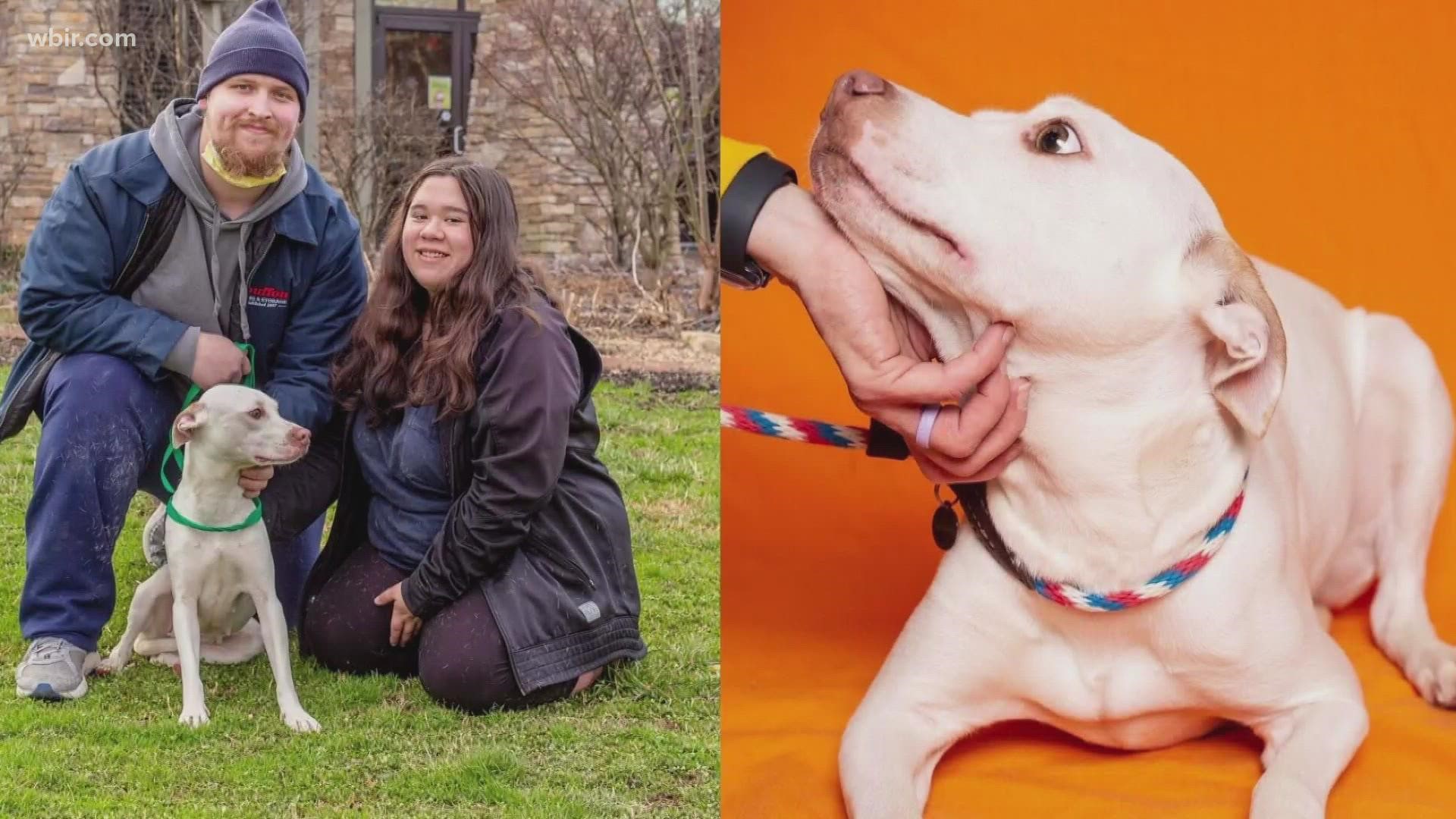 Young Williams Animal Center posted about a dog in need of adoption. It wasn't long before the dog's rightful owners claimed her after she was missing almost a year.