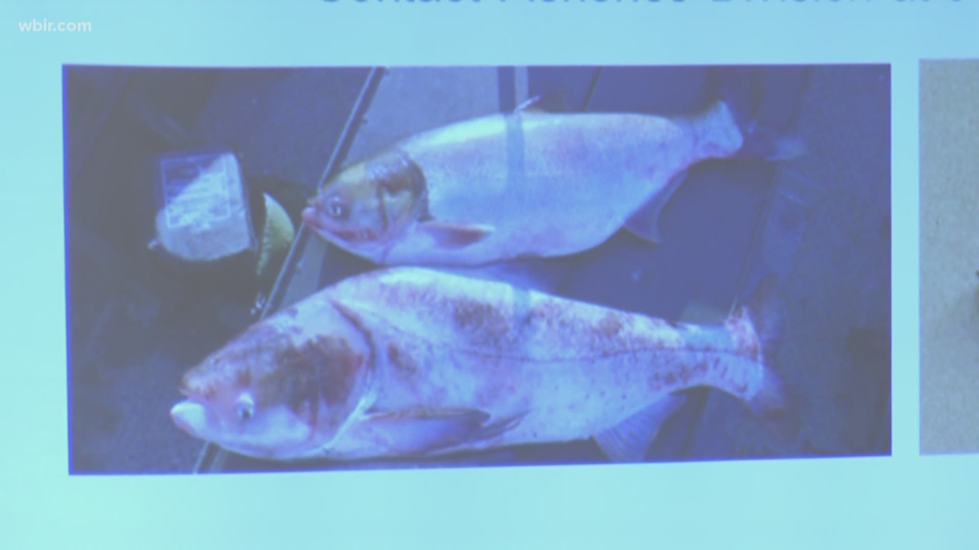 Wildlife officers are working to stop the spread of invasive Asian carp in Tennessee waters.