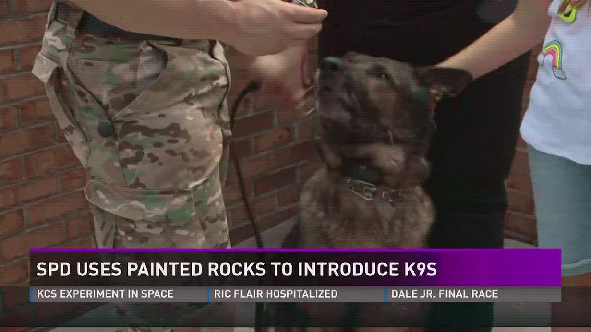 The K-9 cops have been very busy painting rocks to hide. If you are lucky enough to find one of the four rocks, you can meet the K-9 whose name is painted on the front of them!